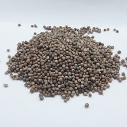 Semillas Ciltantro, 100 granel